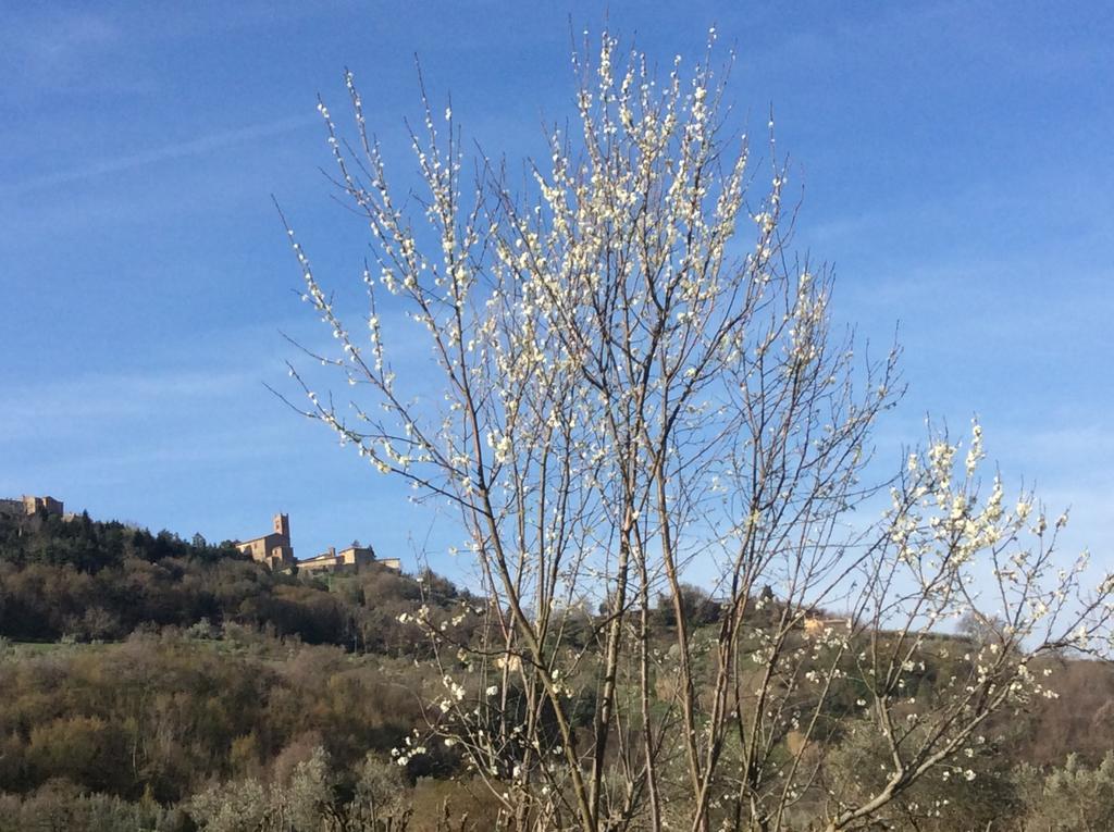 Agriturismo Le Canterie Radicondoli エクステリア 写真